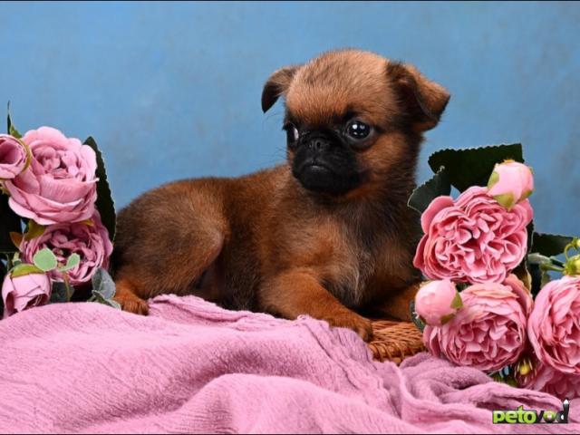 Продаю: Мини девочка пти-брабансон фото3