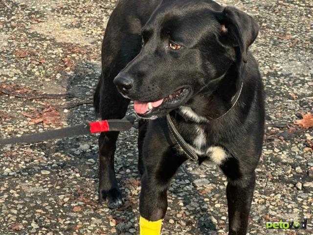 Отдам в дар: Ласковый и добрый пёс ищет дом  фото2