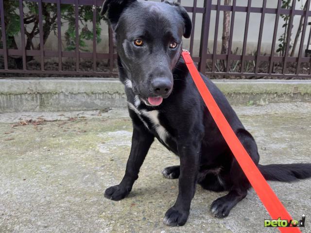 Отдам в дар: Ласковый и добрый пёс ищет дом  фото3