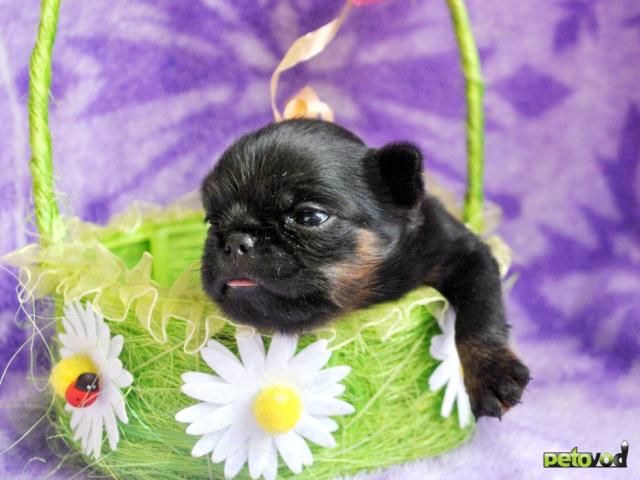 Продаю: Девочка пти-брабансон