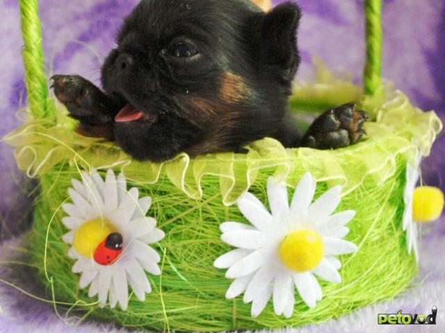 Продаю: Девочка пти-брабансон фото2