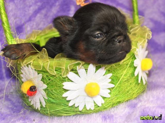 Продаю: Девочка пти-брабансон фото3