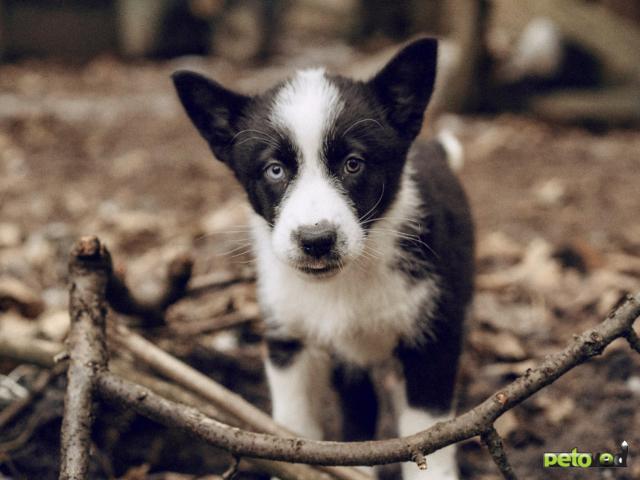 Отдам в дар: Отдам в дар щенка с голубыми глазами фото2