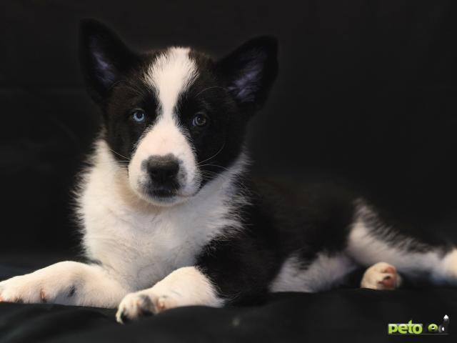 Отдам в дар: Отдам в дар щенка с голубыми глазами фото3