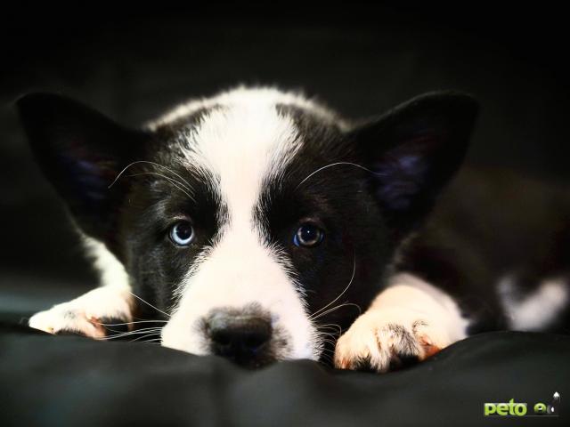 Отдам в дар: Отдам в дар щенка с голубыми глазами фото4