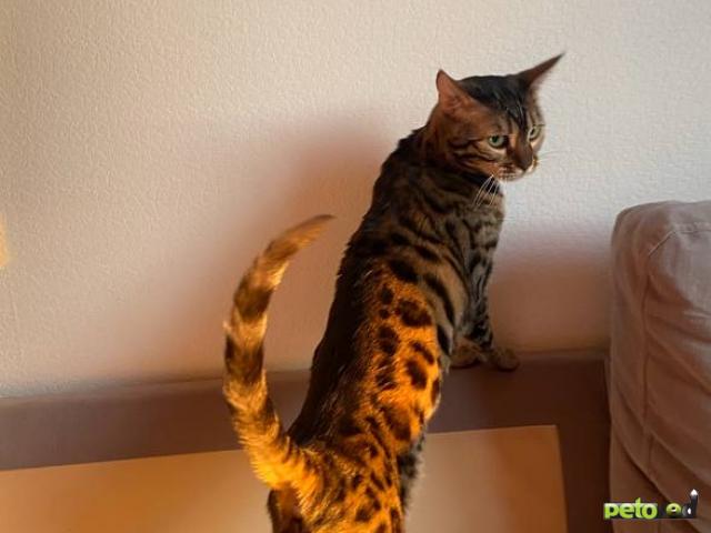 Продаю: Срочно ищем дом фото2