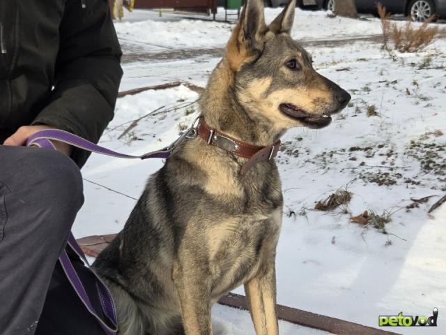 Отдам в дар: Девочка, Западно-Сибирская Лайка фото2