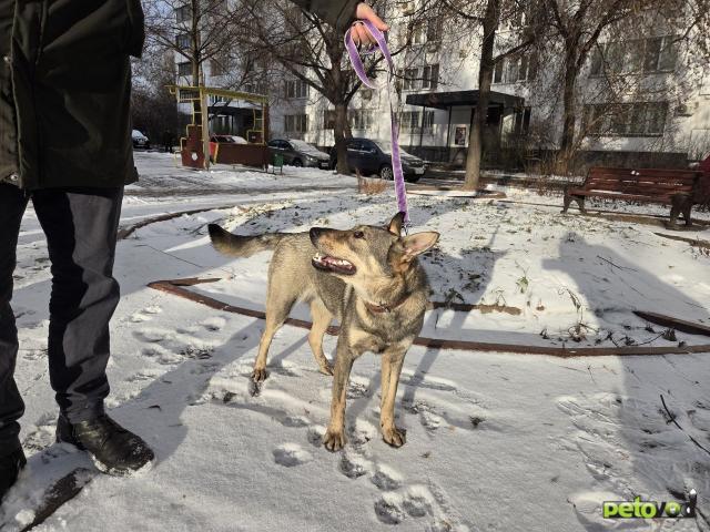 Отдам в дар: Девочка, Западно-Сибирская Лайка фото4