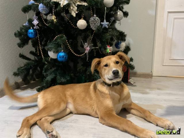 Отдам в дар: Ищет новый дом замечательная девочка Перси  фото2