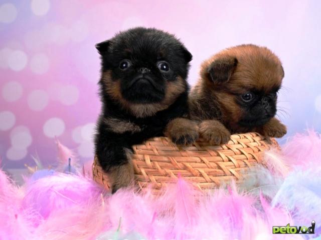 Продаю: Мини девочки пти-брабансоны фото2