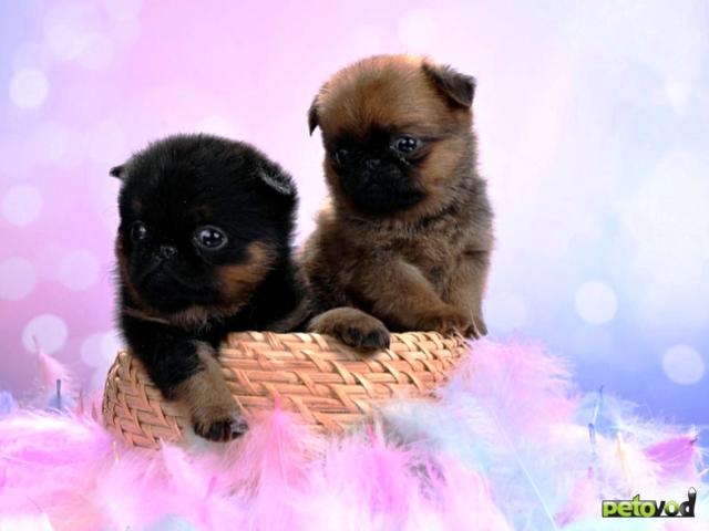 Продаю: Мини девочки пти-брабансоны фото3