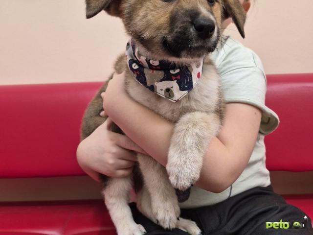 Отдам в дар: Малыш в поисках любящей семьи фото2