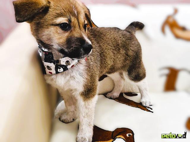 Отдам в дар: Малыш в поисках любящей семьи фото3