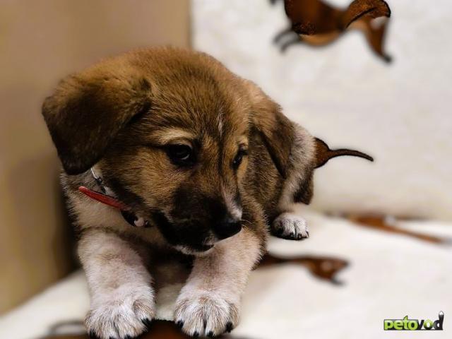 Отдам в дар: Малыш в поисках любящей семьи фото4