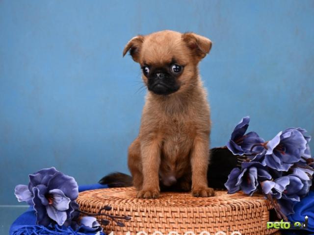 Продаю: Пти-брабансон миниатюрный мальчик фото2