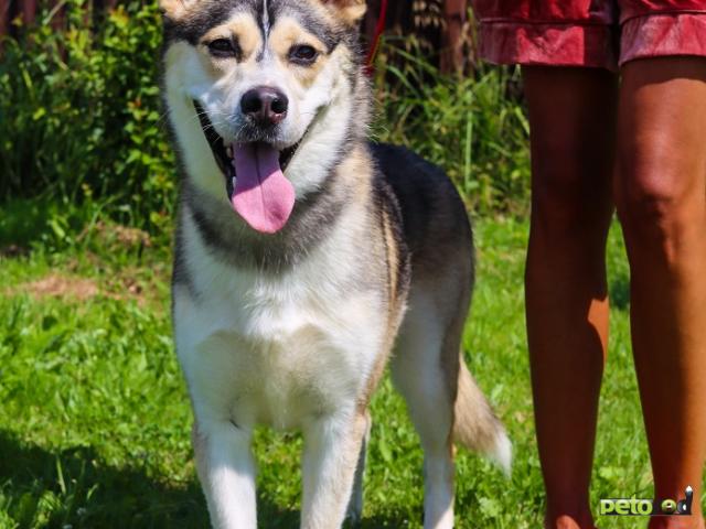 Отдам в дар: Ася умная, добрая и послушная Ищет семью