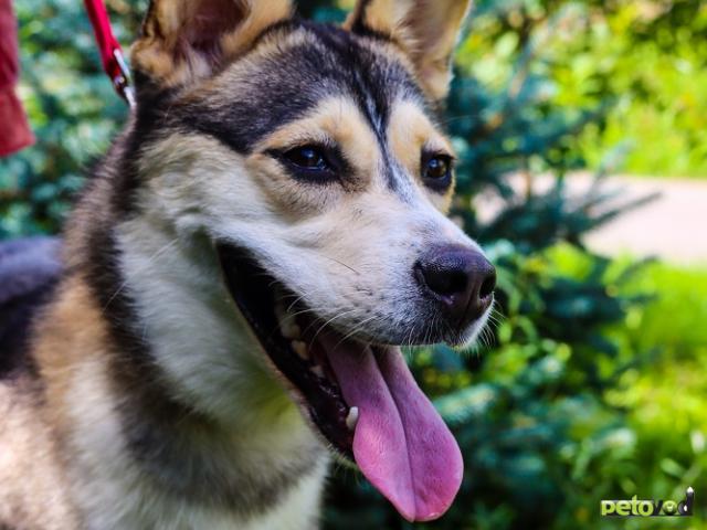 Отдам в дар: Ася умная, добрая и послушная Ищет семью фото2