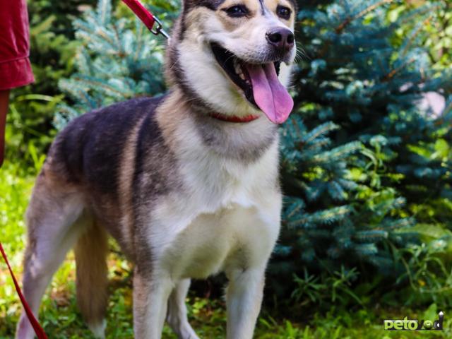 Отдам в дар: Ася умная, добрая и послушная Ищет семью фото3