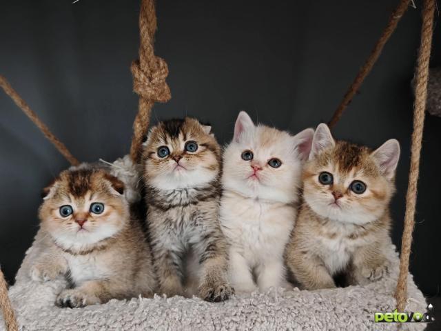 Продаю: Породистые шотландские котята