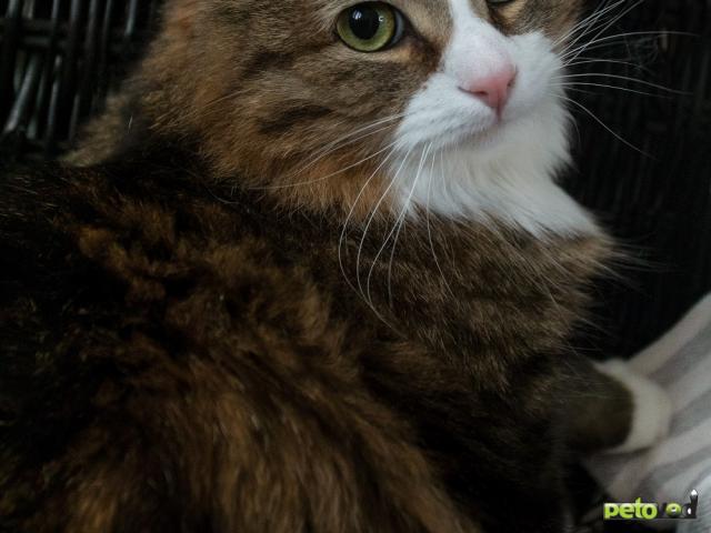 Продаю: Тедди ищет дом фото2