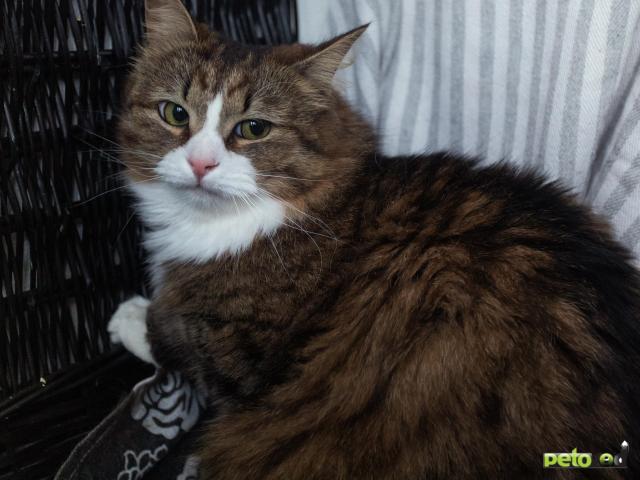 Продаю: Тедди ищет дом фото3