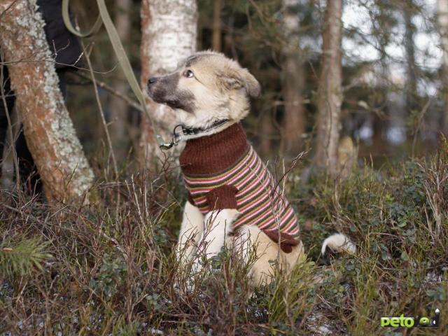 Отдам в дар: Нелли - крупный красивый щенок, метис алабая фото2