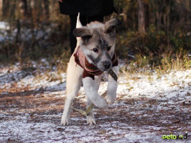 Отдам в дар: Нелли - крупный красивый щенок, метис алабая фото3