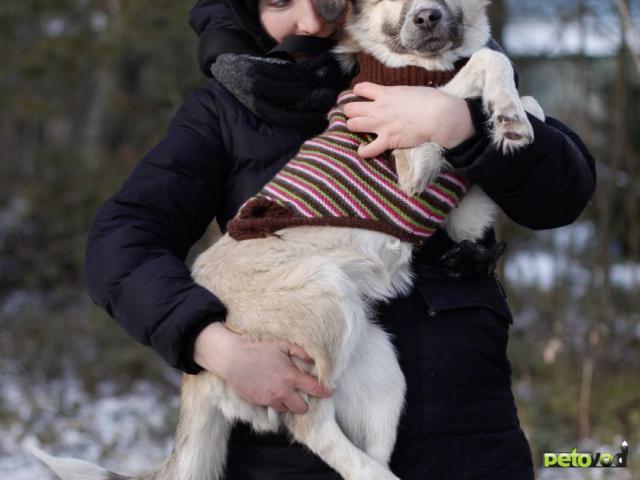 Отдам в дар: Нелли - крупный красивый щенок, метис алабая фото4