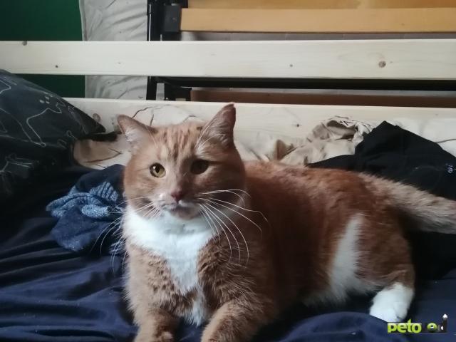 Отдам в дар: Рокси ищет дом фото2