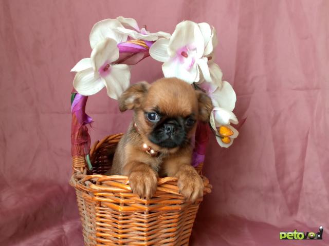 Продаю: Девочка пти-брабансон