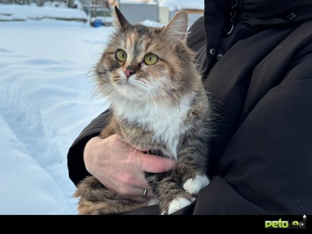 Отдам в дар: Ласковая кошечка в добрые руки фото2
