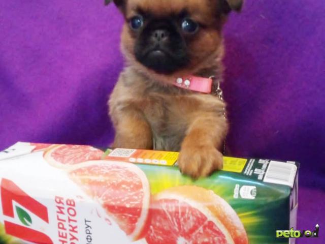 Продаю: Миниатюрная девочка пти-брабансон фото2