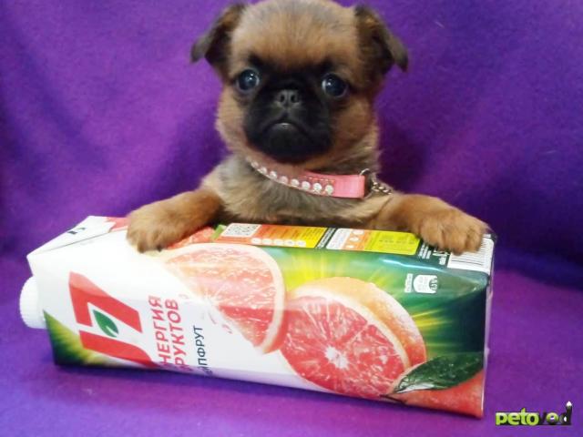 Продаю: Миниатюрная девочка пти-брабансон фото3