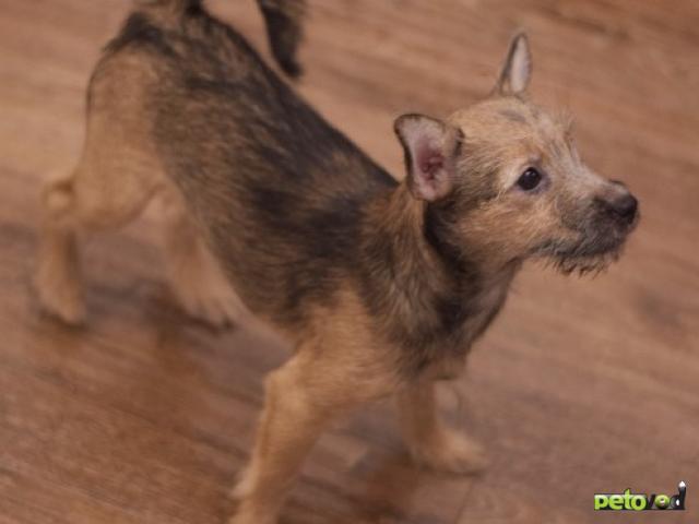 Отдам в дар: Щенок в добрые руки фото2