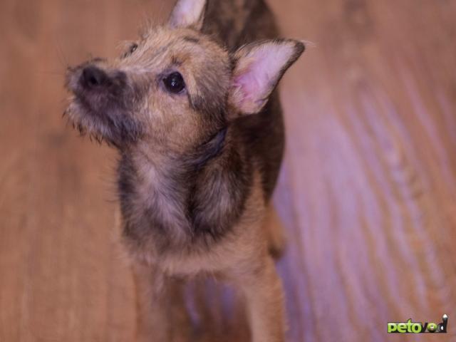 Отдам в дар: Щенок в добрые руки фото3