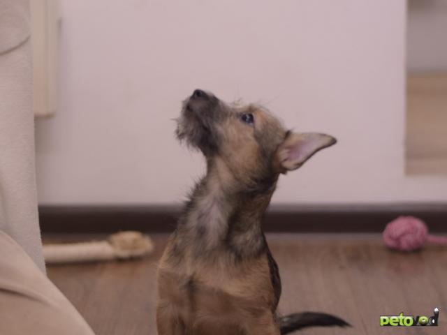 Отдам в дар: Щенок в добрые руки фото4