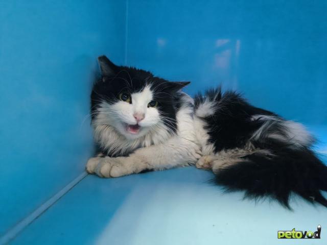 Продаю: Кошечка по клички Баунти  фото2