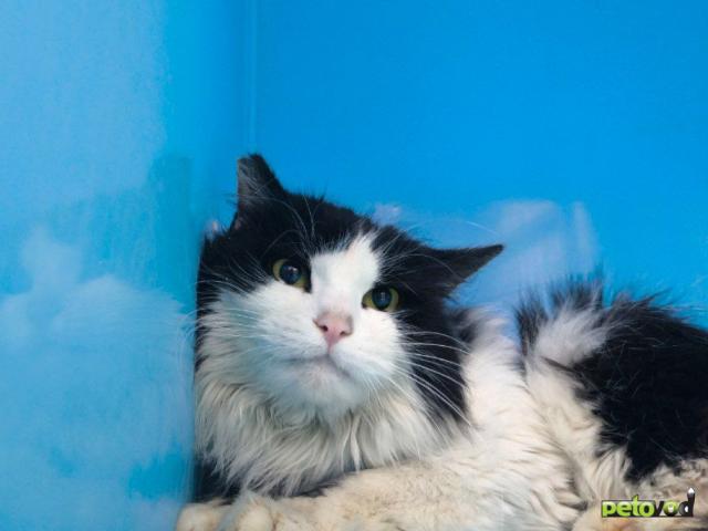 Продаю: Кошечка по клички Баунти  фото3