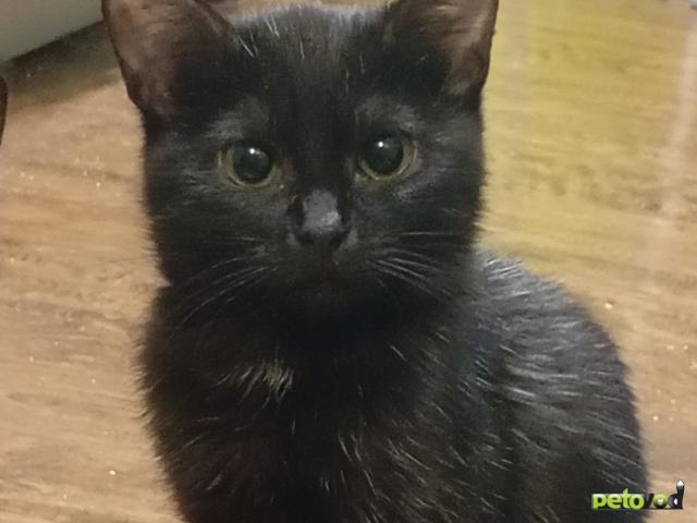 Продаю: Красивая чёрная кошечка ищет хозяев фото2