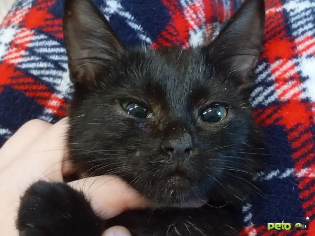 Продаю: Красивая чёрная кошечка ищет хозяев фото3