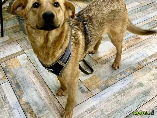 Отдам в дар: Добрая собака Чара ищет дом  фото2