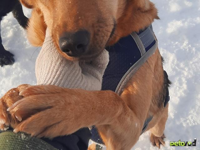 Отдам в дар: Добрая собака Чара ищет дом  фото4