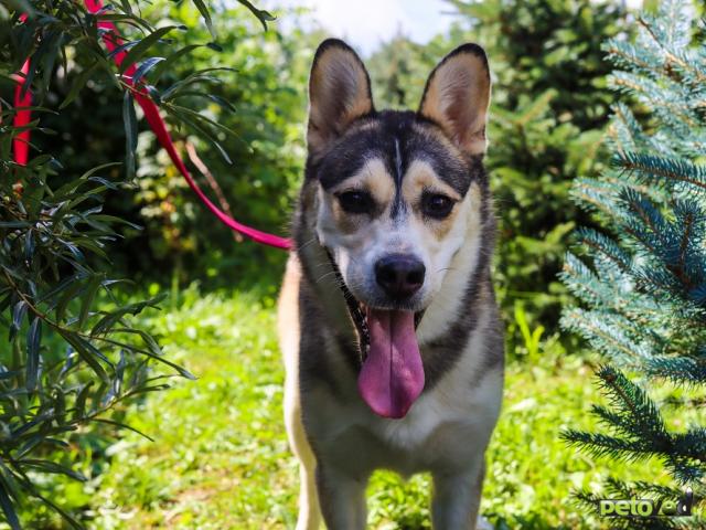 Отдам в дар: Ася умная, добрая и послушная Ищет семью фото4