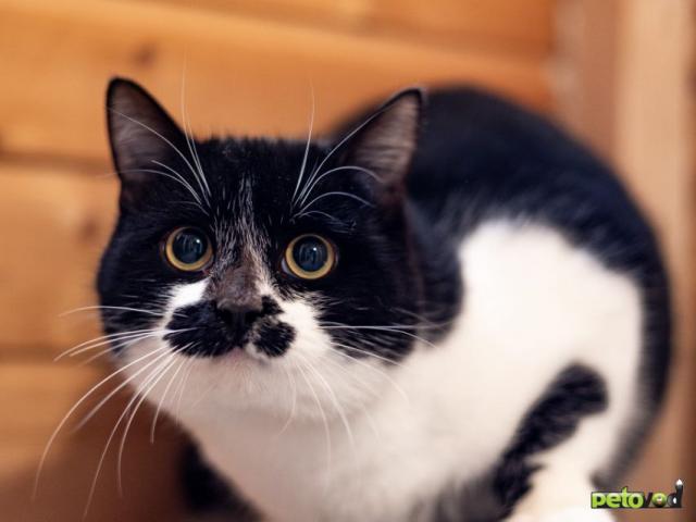 Продаю: Ищем дом чудесному мальчику