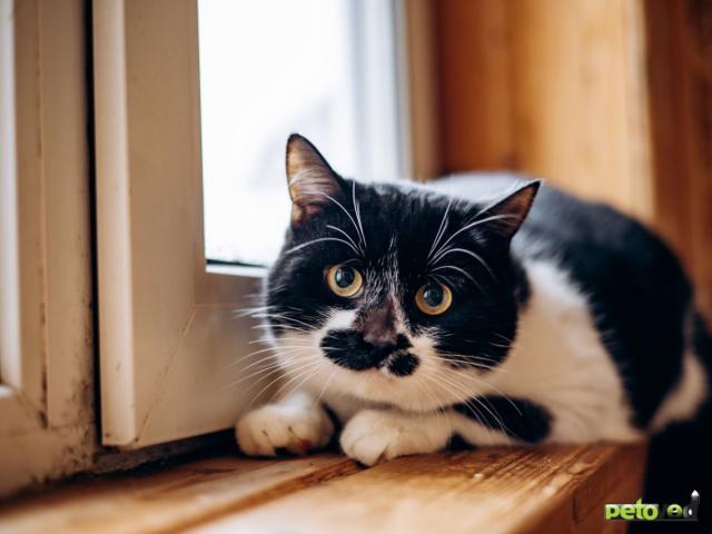 Продаю: Ищем дом чудесному мальчику фото2