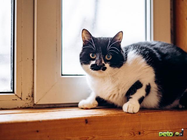 Продаю: Ищем дом чудесному мальчику фото3