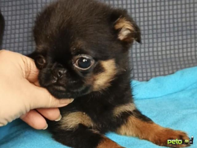 Продаю: Девочка малый брабансон фото2