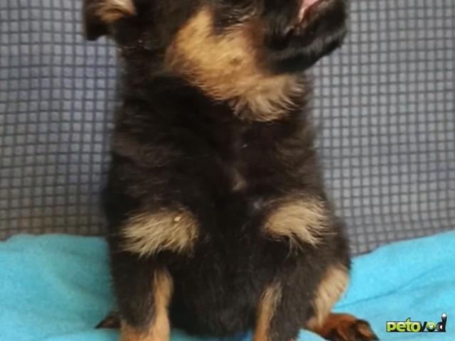 Продаю: Девочка малый брабансон фото3