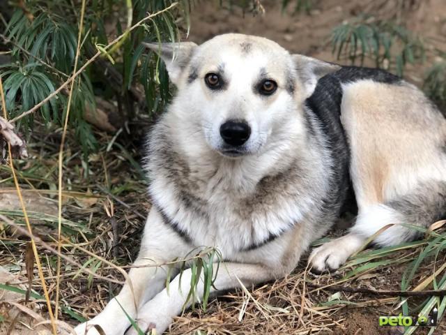 Отдам в дар: Лайка Белка хозяйственная девочка фото2