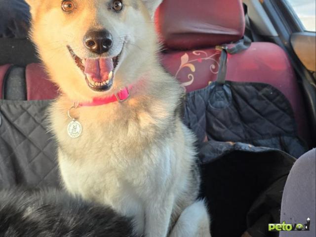 Отдам в дар: Лайка Белка хозяйственная девочка фото3